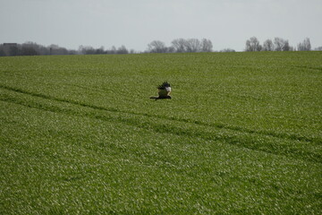 Greifvogel auf Rügen