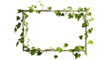 picture frame with summer climbing ivy with green foliage with shadow, isolated on transparent background