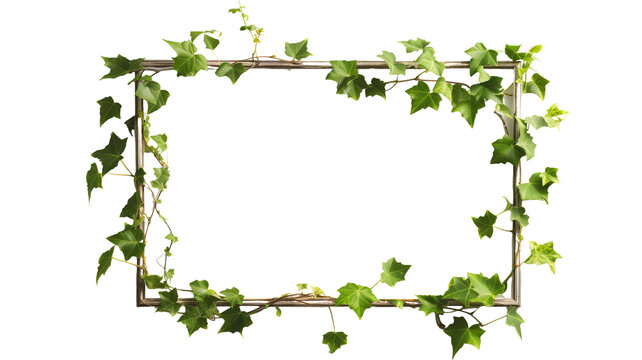 picture frame with summer climbing ivy with green foliage with shadow, isolated on transparent background