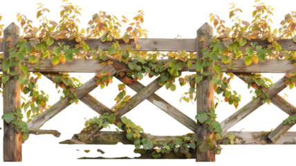 an old wooden fence overgrown with a weaving green autumn ivy yellowing leaves, isolated on transparent background