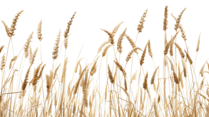 side view of a field of dry mature autumn spikelets of wheat, isolated on transparent background
