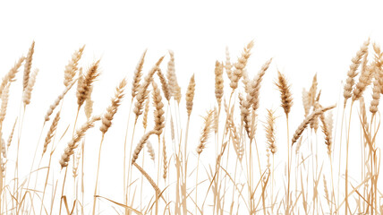 Fototapeta premium side view of a field of dry mature autumn spikelets of wheat, isolated on transparent background