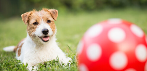 Banner of a happy smiling pet dog puppy as waiting to play with her toy ball