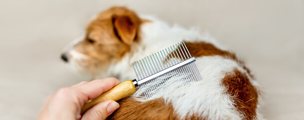 Owner's hand brushing, combing her shedding fluffy dog's hair. Pet care and grooming. Molt season banner.