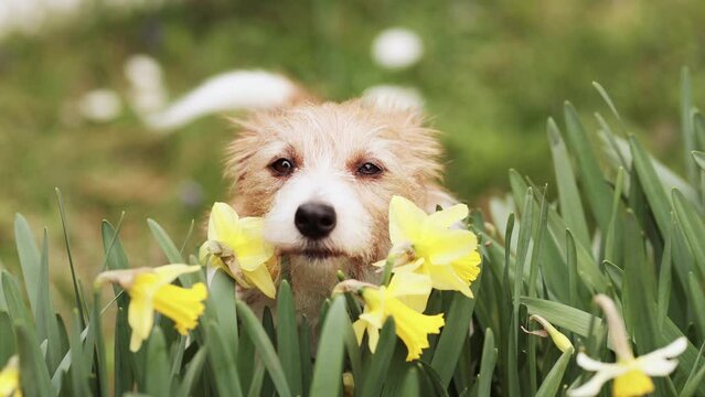 Cute happy dog face looking through the daffodil easter flowers and wagging tail in spring