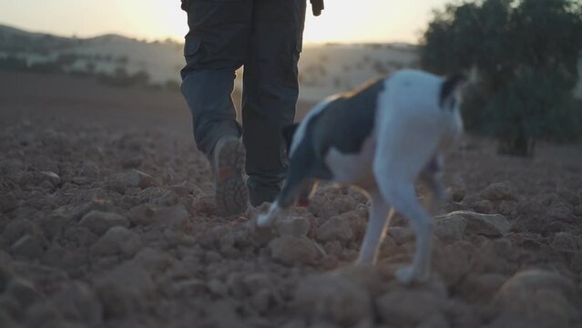 Hunting dog walks next to a hunter looking for his prey