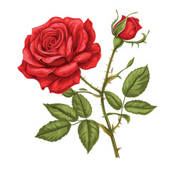 Illustration of a red rose on white background.