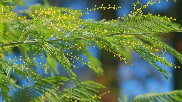 Yellow Mimosa Flowers Or Acacia Dealbata Blooming On Spring Tree. Yellow Gold Flowering Mimosa Tree. Still.