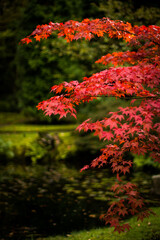Beautiful red leaves on tree in Japanese garden