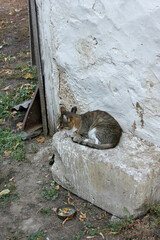 gray cat sits on a large stone near a house in the village close-up