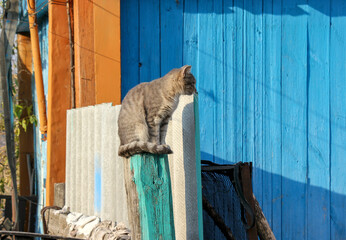 a gray cat sits on a fence post in the village in summer
