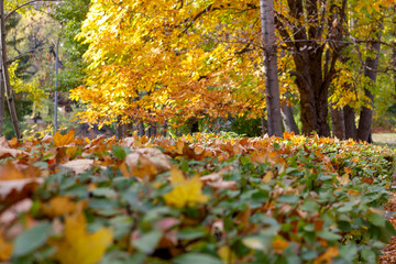 autumn park a lot of yellow-green leaves on the trees and paths close-up
