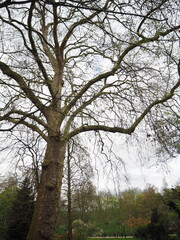 trees in the park with sky