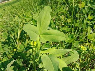 Green Leaves of trifolium alexandrinum or fresh green leaves of Egyptian clover, berseem clover in the garden 