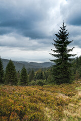 forest in the mountains