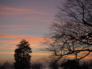 Fototapeta premium sunset in the silhouette trees