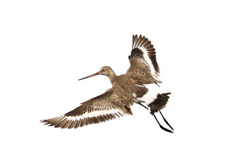 Black-tailed godwit flying isolated on transparent background png file