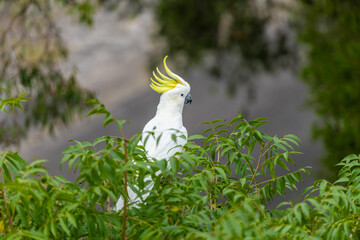 Cockatoo parrot sitting on a green tree branch in Australia. Big white and yellow cockatoo with...