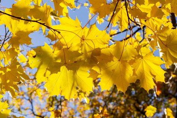 Maple tree leaves under evening sun in autumn