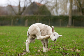 Fototapeta premium Young white lamb scratches head
