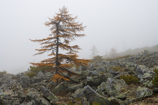 Autumn misty landscape. Larch trees with autumn yellow needles on a rocky mountain slope. Foggy weather. Low clouds and fog in the mountains. Tree among stones. Traveling and hiking in northern nature