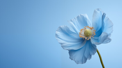 Flower of Himalayan Blue Poppy on blue background - obrazy, fototapety, plakaty