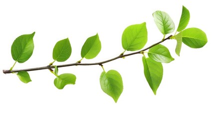 Fresh green leaves branch isolated on white background