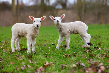 Two white lambs on meadow