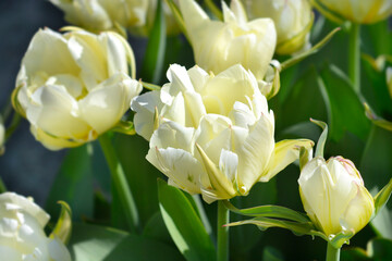 Obraz premium Tulip Exotic Emperor flowers