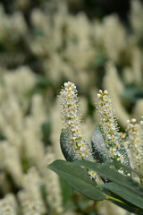 Laurel cherry flowers