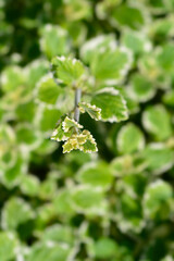 Swedish ivy Marginatus leaves