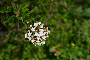 Korean spice viburnum flowers