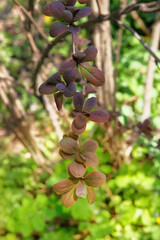 Berberis thunbergii. Decorative Violet bright bushes on streets of city. Landscaping and decoration...