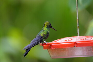 The scaly-breasted hummingbird or scaly-breasted sabrewing (Phaeochroa cuvierii) is a species of...