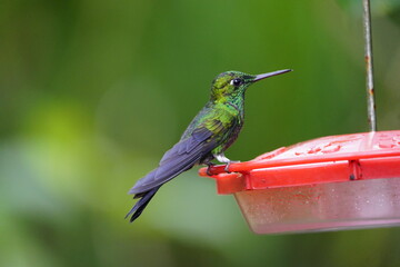 The scaly-breasted hummingbird or scaly-breasted sabrewing (Phaeochroa cuvierii) is a species of...