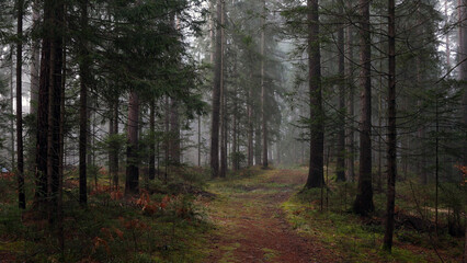 Beautiful dark foggy forest with path.