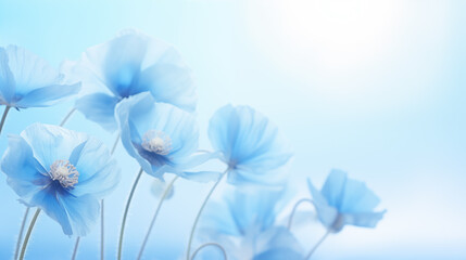 Flowers of Himalayan Blue Poppy on blue background - obrazy, fototapety, plakaty