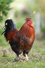Rooster on the farm with sun flare