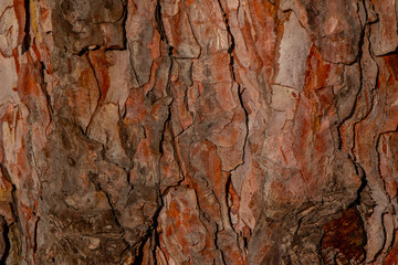Tree bark texture and background, nature concept