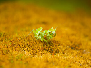 a green praying mantis rests on green moss looking camera