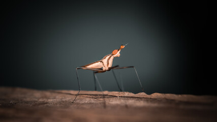Insect with long red eyes
