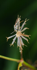 Bee sleeping holding its mouth by the branch.