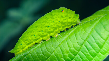 large green caterpillars are eating leaves