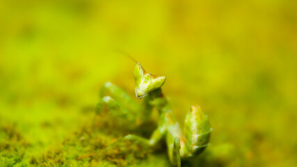 Green Preying Mantis