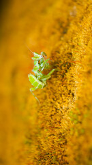 a green praying mantis rests on green moss