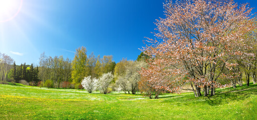 Panoramic view of the colourful meadow with blossoming cherry trees. - 735996218