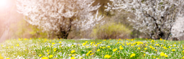 Panoramic view of the colourful meadow with blossoming cherry trees.