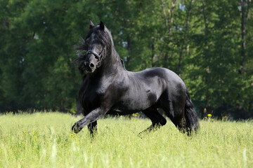 Beautiful black horse running on the summer field