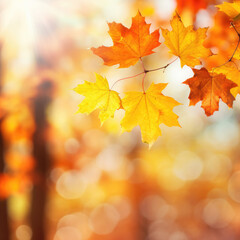 Naklejka na ściany i meble Maple Majesty: Autumn Leaves Frame in Nature's Bokeh 