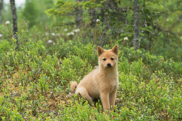 Naklejka na ściany i meble Young Finnish Spitz puppy sits in the center of a lush forest, surrounded by trees and foliage